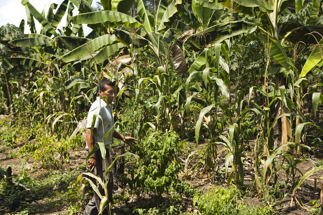 milpa-cycle-mesoamerican-research-center